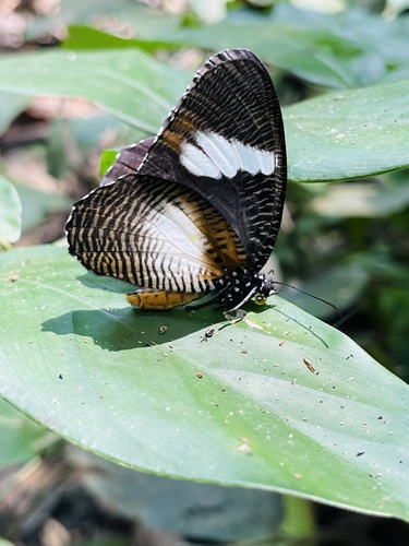 African Palmfly