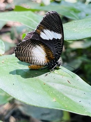 Elymnias bammakoo