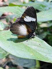 Elymnias bammakoo
