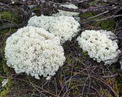 Pulchrocladia ferdinandii