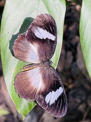 Elymnias bammakoo