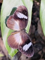 Elymnias bammakoo