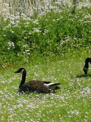 Branta canadensis
