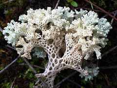 Pulchrocladia ferdinandii