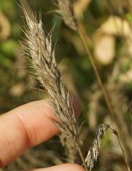Bromus scoparius