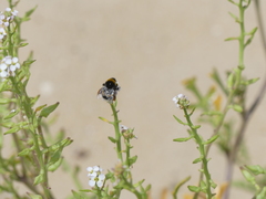 Bombus ruderatus
