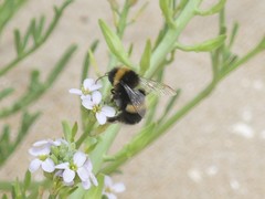 Bombus ruderatus