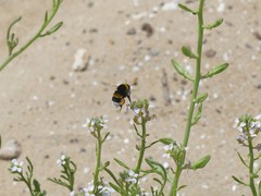 Bombus ruderatus