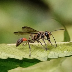 Isodontia severini