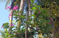 Bauhinia × blakeana