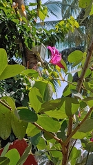 Bauhinia × blakeana