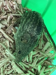 Rhabdomys pumilio