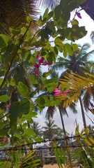 Bauhinia × blakeana