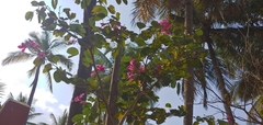 Bauhinia × blakeana
