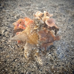 Diacanthurus spinulimanus