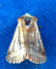 Eriopygodes imbecilla