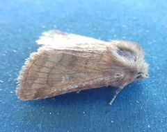 Eriopygodes imbecilla