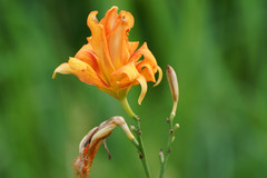 Hemerocallis fulva kwanso