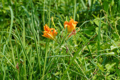 Hemerocallis fulva kwanso