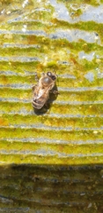 Apis mellifera