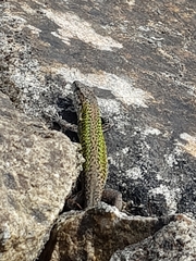 Podarcis carbonelli carbonelli