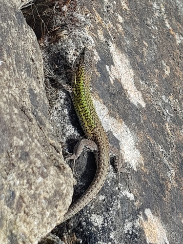 Carbonell’s Wall Lizard