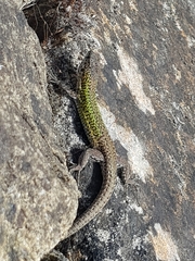 Podarcis carbonelli carbonelli