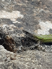 Podarcis carbonelli carbonelli