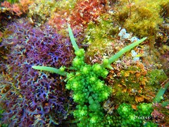 Caulerpa chemnitzia