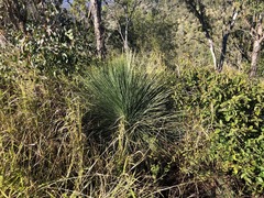 Xanthorrhoea glauca