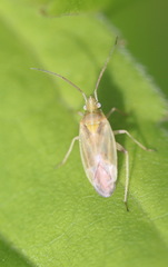 Amblytylus nasutus