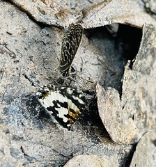 Uranothauma falkensteinii