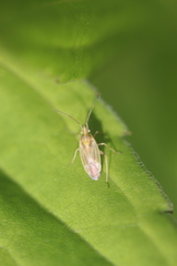 Amblytylus nasutus