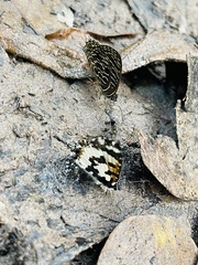 Uranothauma falkensteinii