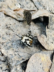 Uranothauma falkensteinii