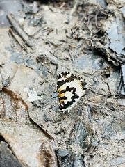 Uranothauma falkensteinii