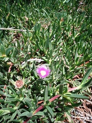 Carpobrotus chilensis