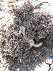 Antimima buchubergensis