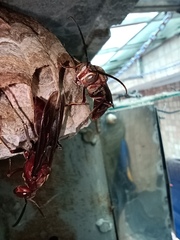 Polistes tenebricosus