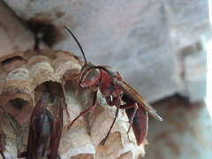 Polistes tenebricosus