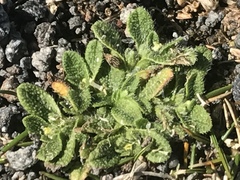 Myosotis brevis
