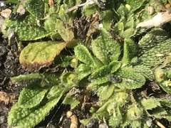 Myosotis brevis