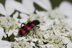 Trichodes favarius