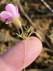 Oxalis engleriana