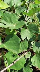 Ampelopsis humulifolia