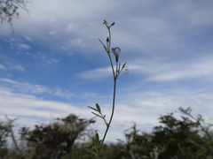Vicia magellanica