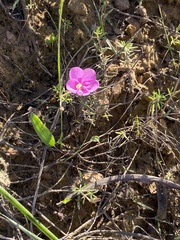 Oxalis engleriana