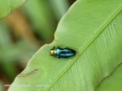 Endelus cupido