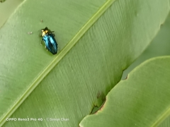 Endelus cupido