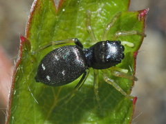 Heliophanus flavipes